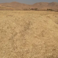 کاه گندم|حیوانات مزرعه|کنگاور, |دیوار