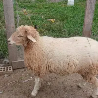 گوسفند نر ۶ ماهه