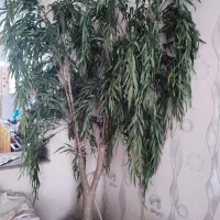 درخت بزرگ بید مجنون