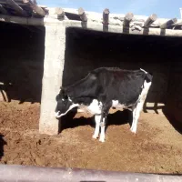 گاو تلیسه همراه با گوساله سیمینتال