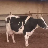 گاو زاییده با گوساله ماده رگایی|حیوانات مزرعه|بیرجند, |دیوار