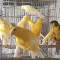 قناری یسر بالغ تعداد محدود|پرنده|قزوین, |دیوار