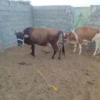 فروش دو راس گاو اوستن|حیوانات مزرعه|لامرد, |دیوار