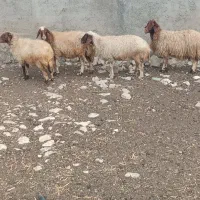 چهار عدد میش داشتی