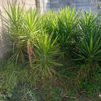 یاس . یوکا . شمشاد . اگاو .