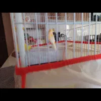 فروش قناری نر  خوش آواز  آماده جفت گیری|پرنده|بجنورد, |دیوار