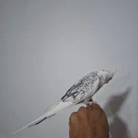 عروس هلندی مولد با ۳ جوجه و وسایل کاملا و دان و...|پرنده|کرمانشاه, |دیوار