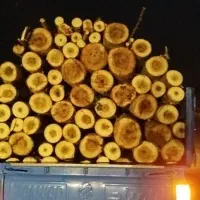 خرید قلمه سوید چنار چوب خشک