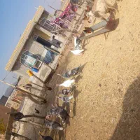 ۱۶عددبقلمونمحلی|حیوانات مزرعه|ششده و قره بلاغ, |دیوار