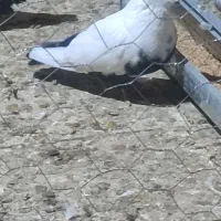 سینه ای|پرنده|رزن, |دیوار