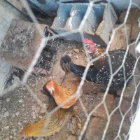 مرغ و دوتا بورنی|حیوانات مزرعه|لردگان, |دیوار