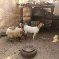 گوسفند دورگ ترکی افشاری|حیوانات مزرعه|یزد, |دیوار