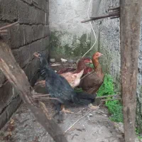 مرغ و خروس لاری|حیوانات مزرعه|رشت, جانبازان|دیوار