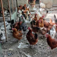 مرغ تخمگذار محلی