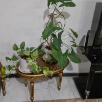 لوازم منزل|حراج|مشهد, الهیه|دیوار