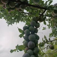 باغ هزار متری چغادون|فروش دفتر صنعتی، کشاورزی، تجاری|دورود, |دیوار