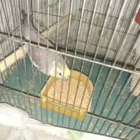 عروس هلندی معاوضعه با گرینچیک یا قناری