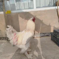 تخم مرغ نطفه دار برهما و لاری . مرغ و خروس لاری|حیوانات مزرعه|کرمانشاه, |دیوار