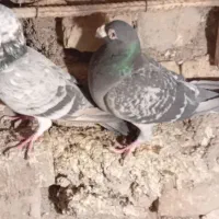 کفتر جفتگاه عالی|پرنده|فردوس (خراسان), |دیوار