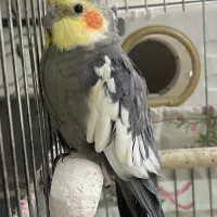 عروس هلندی مولد سخنگو