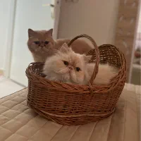 گربه نژاددار پرشین سفید و‌طلایی