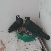 صرب|پرنده|تهران, جیحون|دیوار