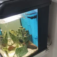 آکواریوم|ماهی|شهریار, کهنز|دیوار