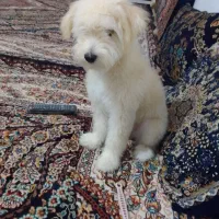 پاپی شیتزوکراس