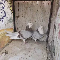 پرنده کبوتر