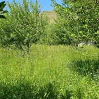 باغ به متراژ ۲۶۴۰ در ۵ کیلومتری خلخال با برق و گاز