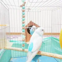 جفت نر وماده مرغ عشق رام و دستی