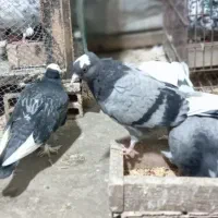 کبوترجوجه فروش فوری