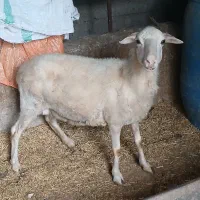 گوسفنده ماده