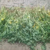 کارگر زن تمام وقت