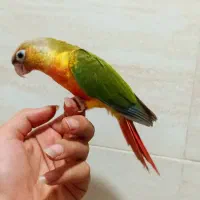 طوطی گرینچیک آناناسی تازه دونخور