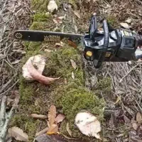 قطع درختان مزاحم و نخل