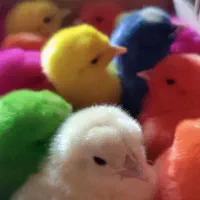 جوجه رنگی جوجه مرغ