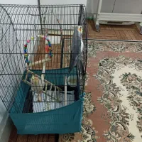 عروس هلندی|پرنده|محمدشهر, محمدشهر|دیوار