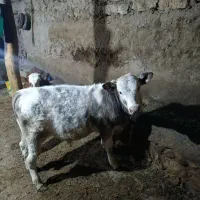 گوساله نر  سفید ابی  موقعیت هشترود