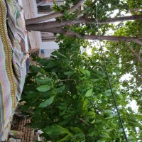 فروش منزل مسکونی|فروش خانه و ویلا|خرم بید, |دیوار