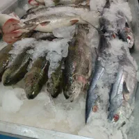 ماهی تازه سید روز شیلات ارس|خوردنی و آشامیدنی|اهر, |دیوار