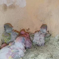 جوجه مرغ عشق سرلاکی