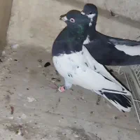 کبوتر|پرنده|مشهد, کلاته برفی|دیوار