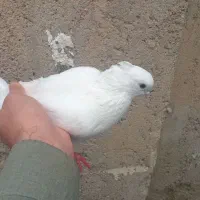 کبوتر