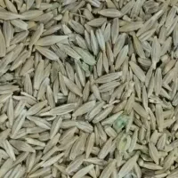 فروش جو دیم مناسب برای بذر