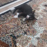 واگذاری رایگان گربه|گربه|نظرآباد, نظرآباد|دیوار