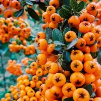تولید ووعرضه مستقیم نهال گلدانی