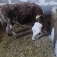 گوساله‌سیمنتال|حیوانات مزرعه|بلبان آباد, |دیوار