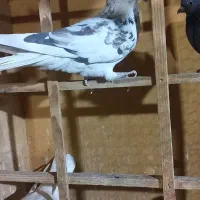 کبوتر فروشی سبز خال قرمز دو تا طوقی جوجه|پرنده|تهران, ارامنه|دیوار