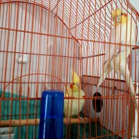 یک جفت عروس هلندی بفروش میرسد|پرنده|اهر, |دیوار